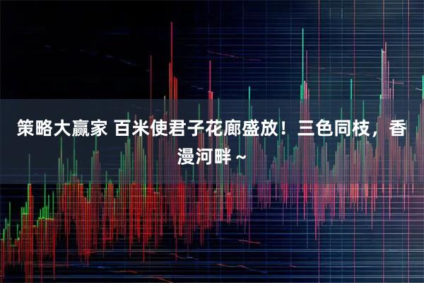 策略大赢家 百米使君子花廊盛放！三色同枝，香漫河畔～